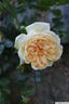 Fernand Tanne rose photo