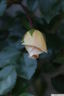 Fernand Tanne rose photo