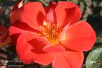 Tangerine Tango rose photo