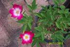 Alice Amos rose photo