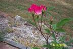 Alice Amos rose photo