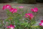Alice Amos rose photo