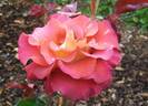 Léonidas rose photo