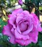 Angel Face, Cl. rose photo