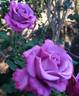 Angel Face, Cl. rose photo