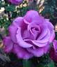 Angel Face, Cl. rose photo