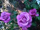 Angel Face, Cl. rose photo