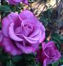 Angel Face, Cl. rose photo