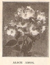 Alice Amos rose photo