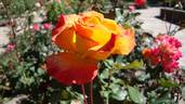 Red Gold rose photo