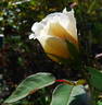 Hubička rose photo
