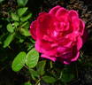 Böhmův triumf rose photo