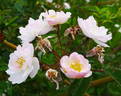 Ballerina X R. filipes rose photo