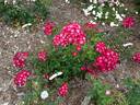 Harpballred rose photo