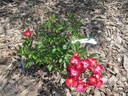 Harpballred rose photo