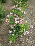 Phloxy Baby rose photo