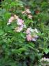 Phloxy Baby rose photo