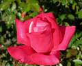 Elizabeth Taylor rose photo