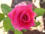Alter Ego rose photo