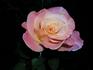 Jema rose photo
