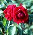 Abel Carrière rose photo