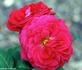 Alfred K. Williams rose photo