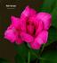Clair de Lune rose photo