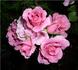 Ferrin rose photo