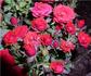 Maurine Neuberger ™ rose photo