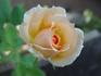 Just Dreamy rose photo