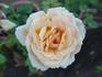 Just Dreamy rose photo