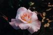 Apricot Delight rose photo