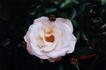 Anniversary rose photo