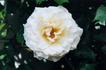 Avalanche rose photo