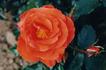 Captain Cook rose photo