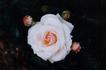 Dame Cath rose photo