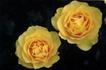 Golden Tribute rose photo