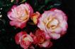 Hope rose photo