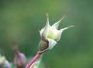 Greenhorn rose photo