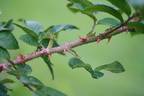 Greenhorn rose photo