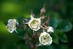 Greenhorn rose photo