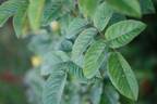 Greenhorn rose photo