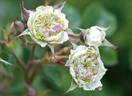 Greenhorn rose photo