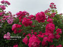 Rotes Ahrensburg rose photo