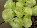 Lemonade rose photo