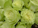 Lemonade rose photo