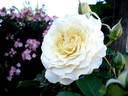 Lilian Baylis rose photo