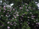 Parník Liptov rose photo
