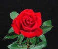 Tammy Clemons rose photo