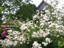 Miss Ahrensburg rose photo